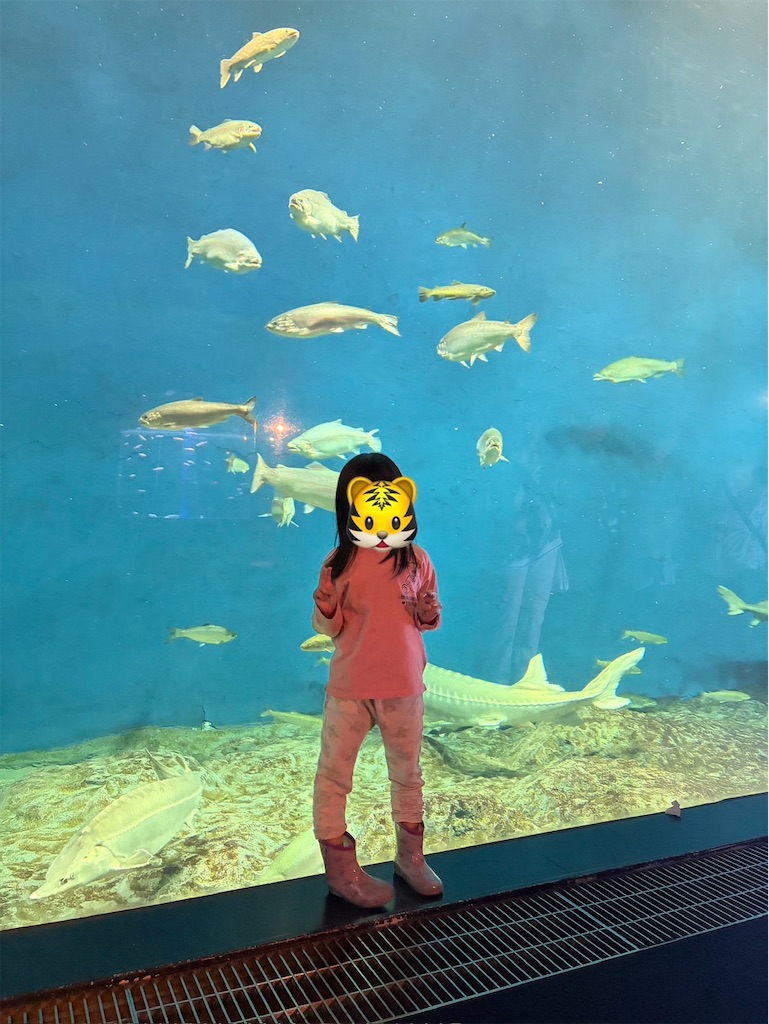 f:id:hawaiiwaka:20260627214945j:image