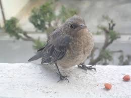 f:id:hawkace7187:20181123213743j:plain f:id:hawkace7187:20181123213743j:plain