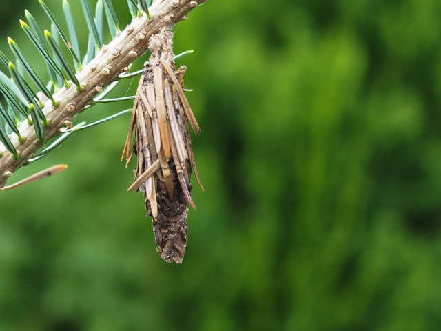 f:id:hawkace7187:20181207102516j:plain