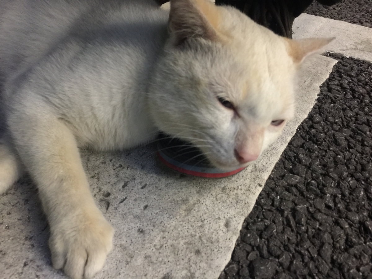 f:id:hawkace7187:20191125211332j:plain