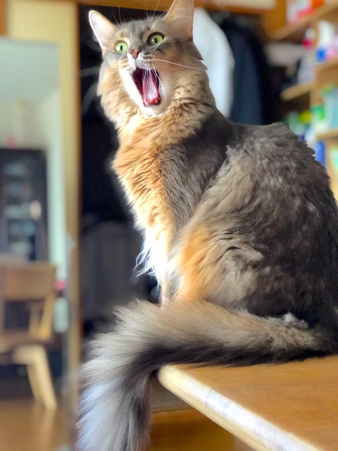 f:id:hawkace7187:20201218191344j:plain