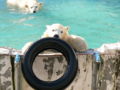 [動物園][しろくま]