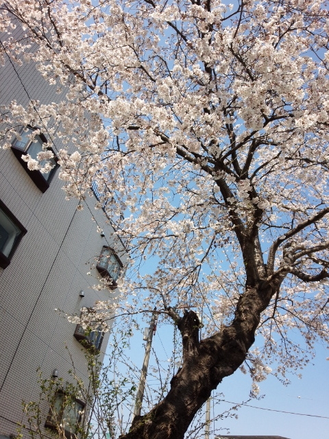 f:id:hawkrose:20200326130822j:plain