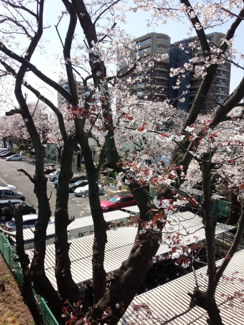 f:id:hawkrose:20200326130927j:plain