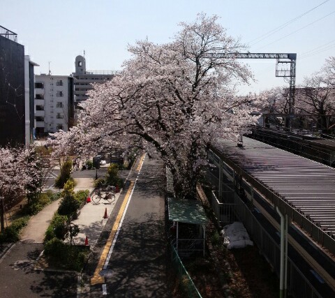 f:id:hawkrose:20200326131410j:plain
