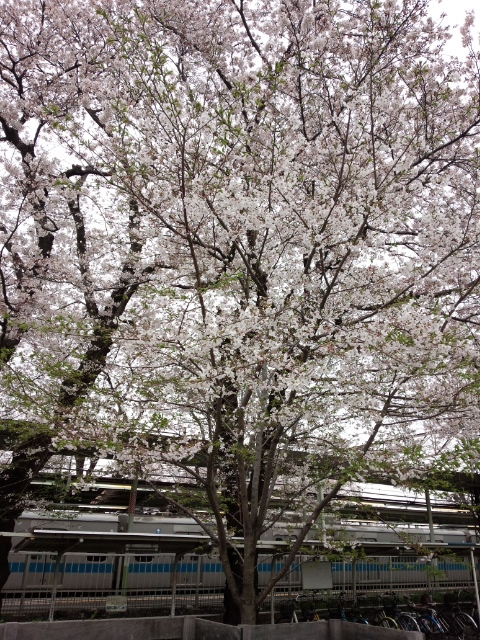 f:id:hawkrose:20200401005503j:plain