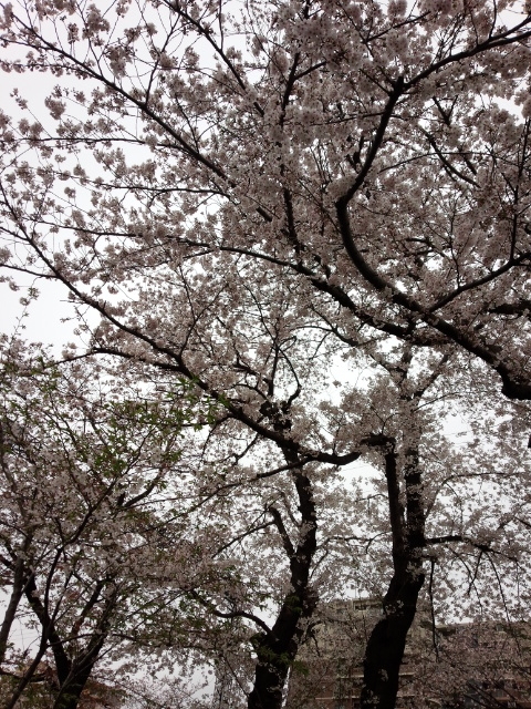 f:id:hawkrose:20200401005902j:plain