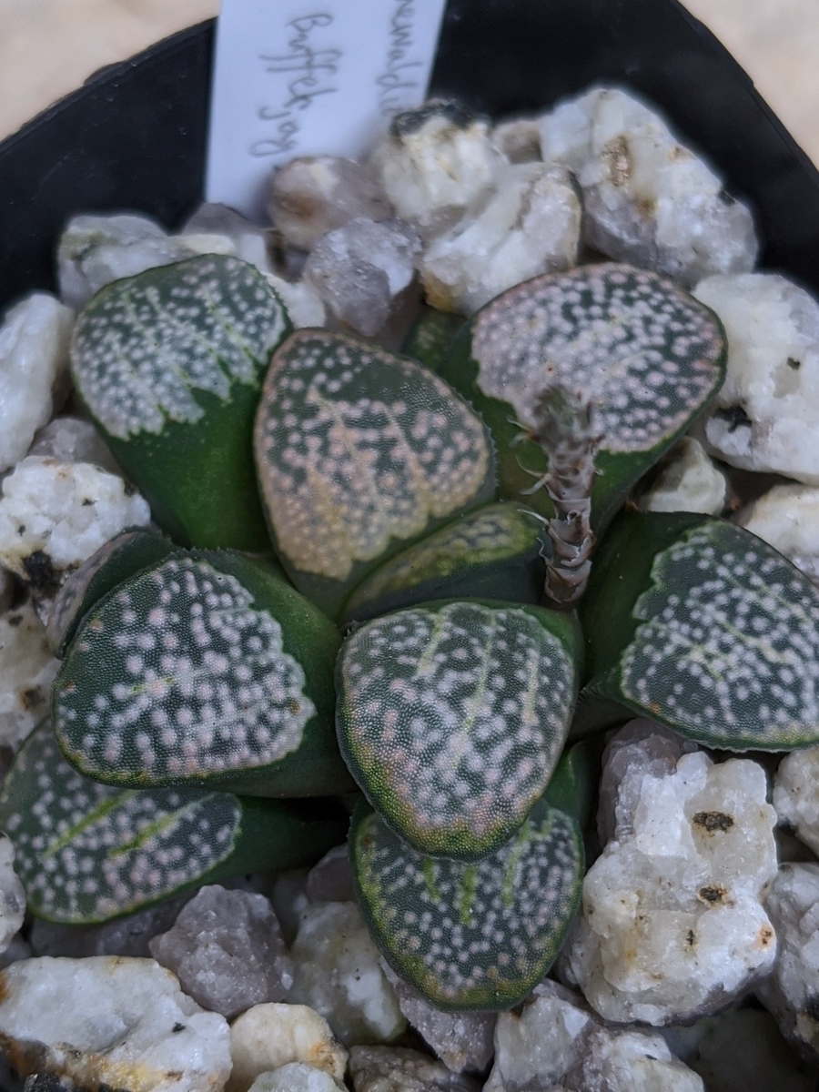 Haworthia_groenewaldii_2 Haworthia_groenewaldii葉の拡大