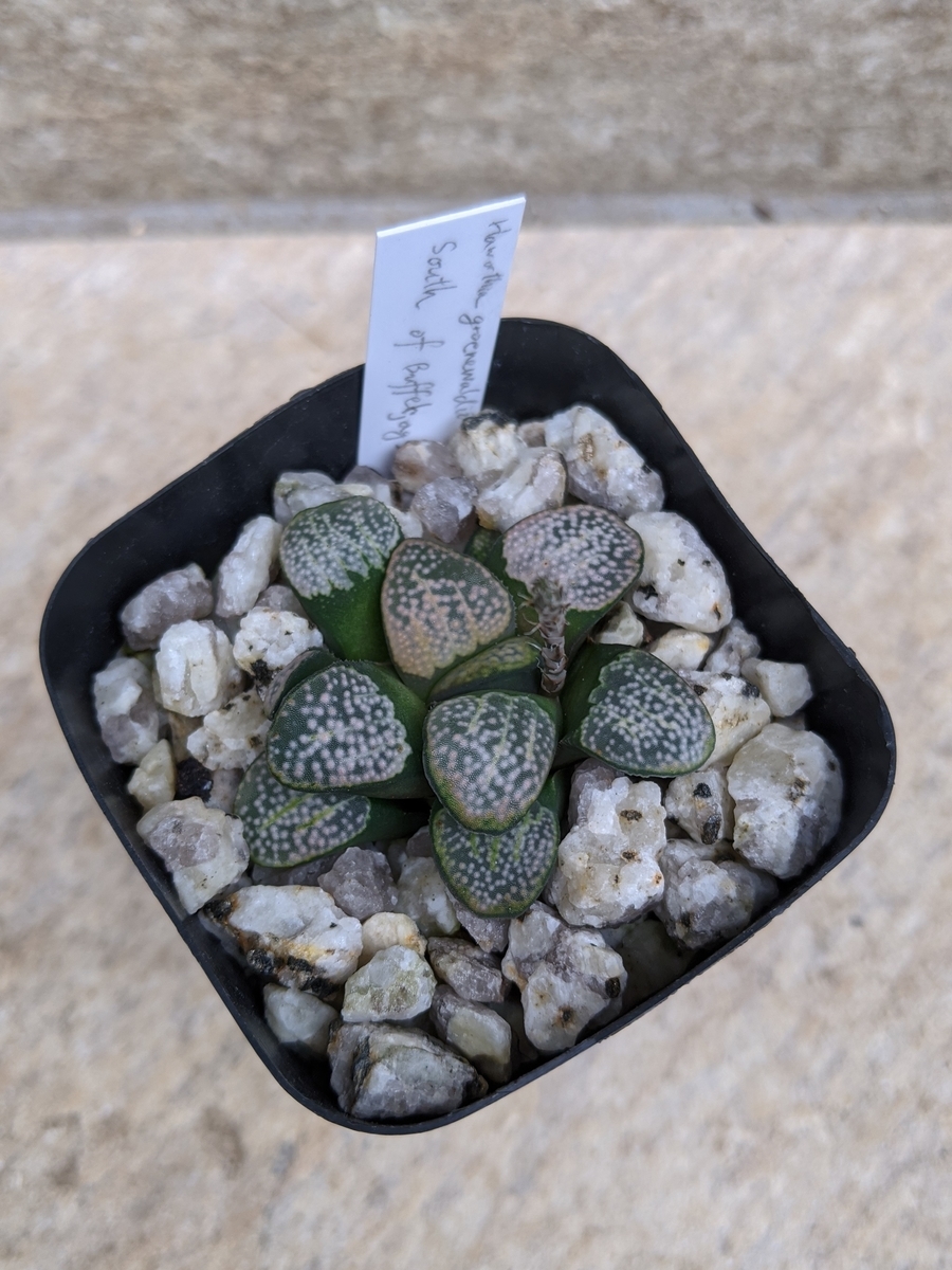Haworthia_groenewaldii_1 Haworthia_groenewaldii株