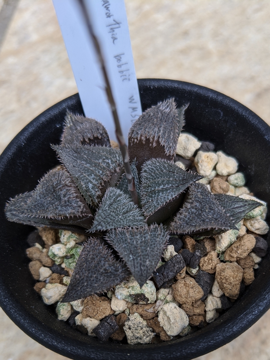 Haworthia_bobii_1 Haworthia_bobii株