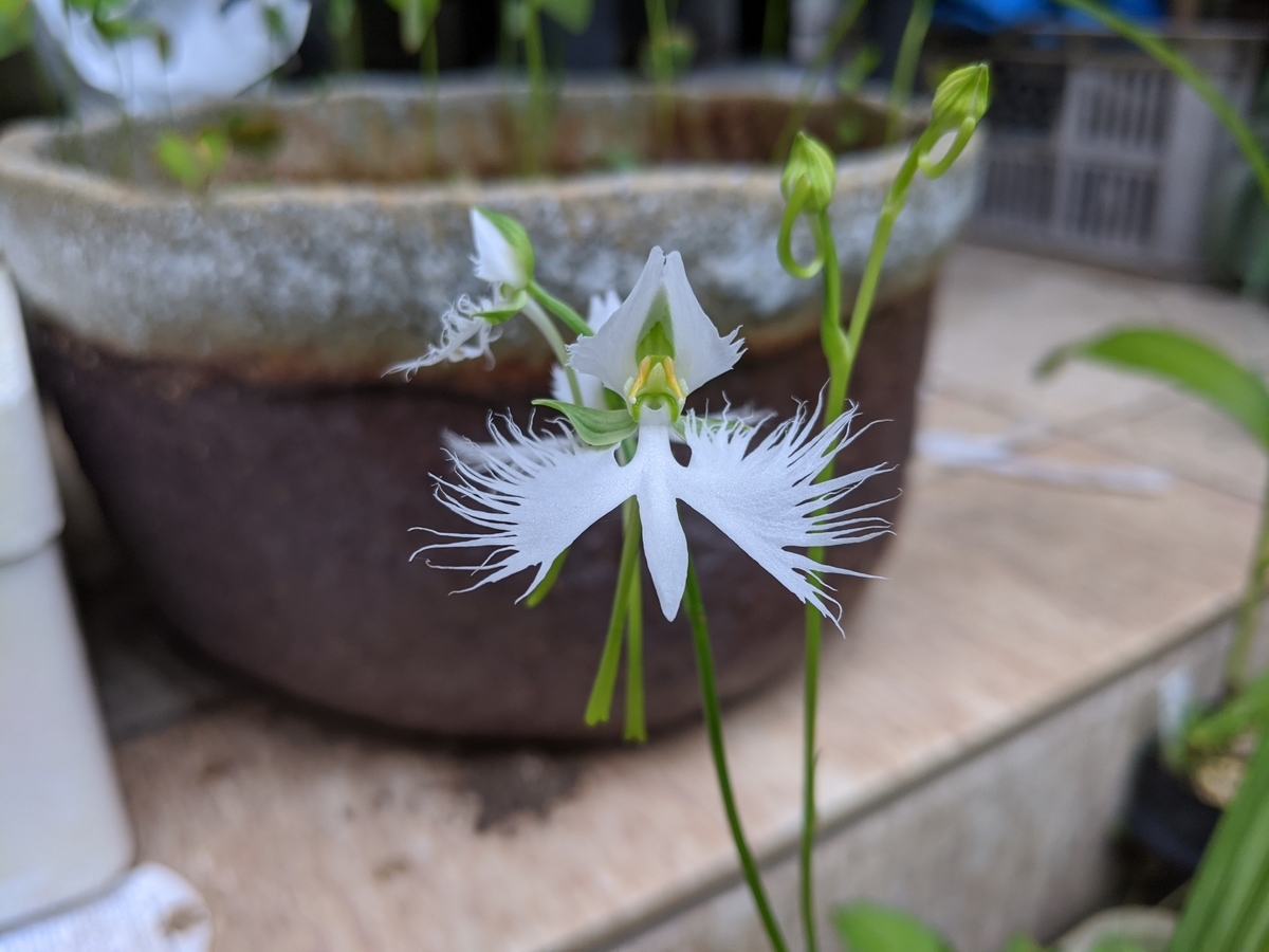 サギソウの花 サギソウの花