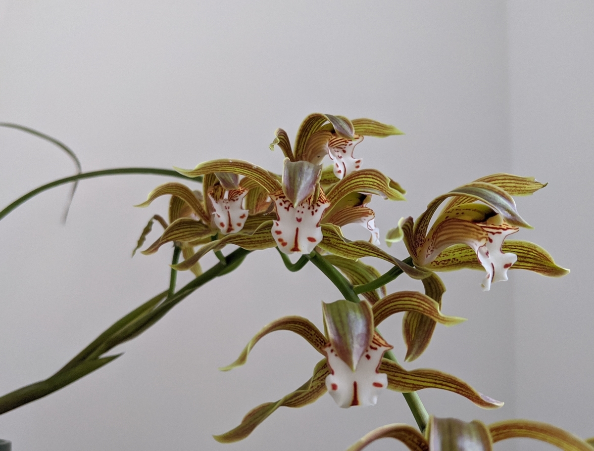 インド産Cymbidium erythraeumの花1 インド産Cymbidium erythraeumの花1