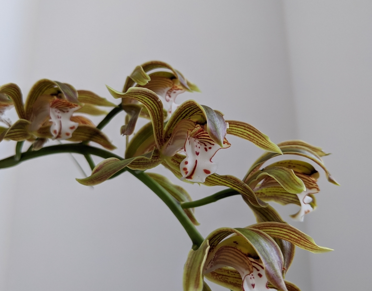 インド産Cymbidium erythraeumの花2 インド産Cymbidium erythraeumの花2