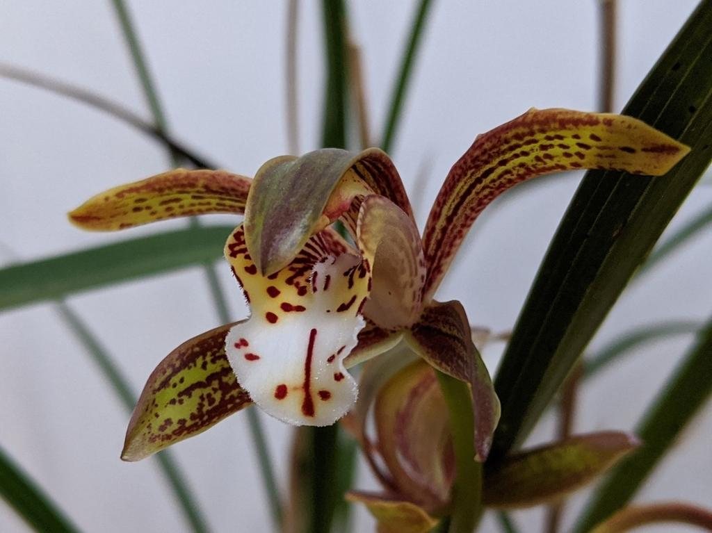 Cymbidium erythraeum 'rikyu'の花 Cymbidium erythraeum 'rikyu'の花