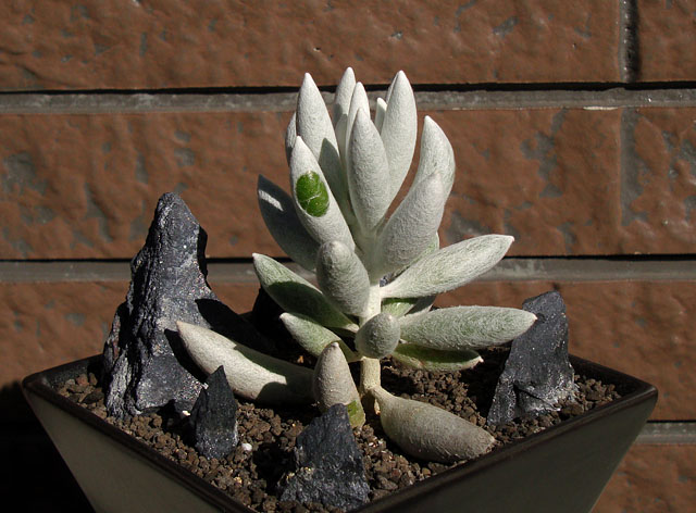 f:id:haworthii:20190205193523j:plain