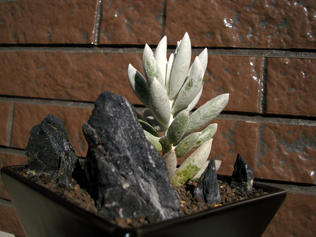 f:id:haworthii:20190205193554j:plain