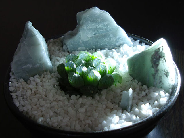 f:id:haworthii:20190212230809j:plain