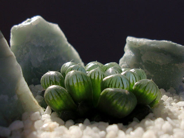 f:id:haworthii:20190212230916j:plain