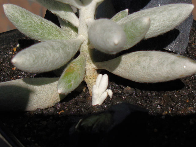 f:id:haworthii:20190218171234j:plain f:id:haworthii:20190218171234j:plain