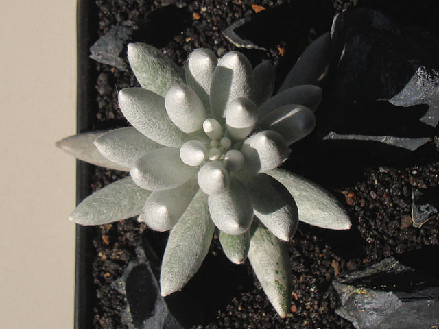 f:id:haworthii:20190218174125j:plain f:id:haworthii:20190218174125j:plain