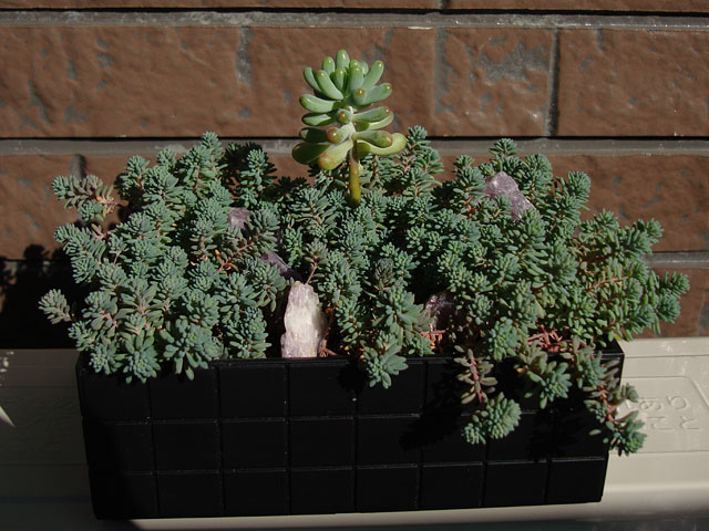 f:id:haworthii:20190228151624j:plain