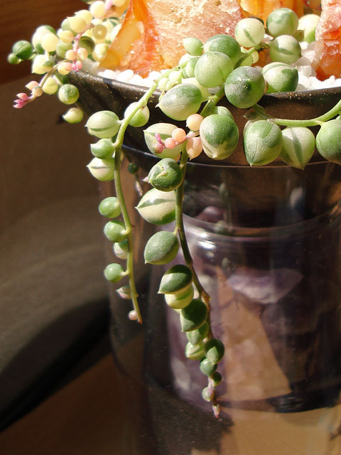 f:id:haworthii:20190331144027j:plain