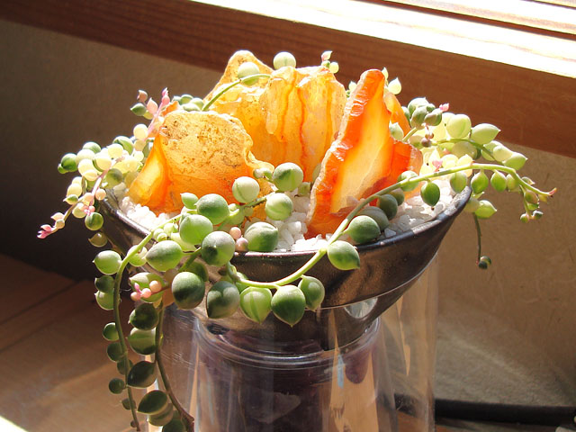 f:id:haworthii:20190331144214j:plain