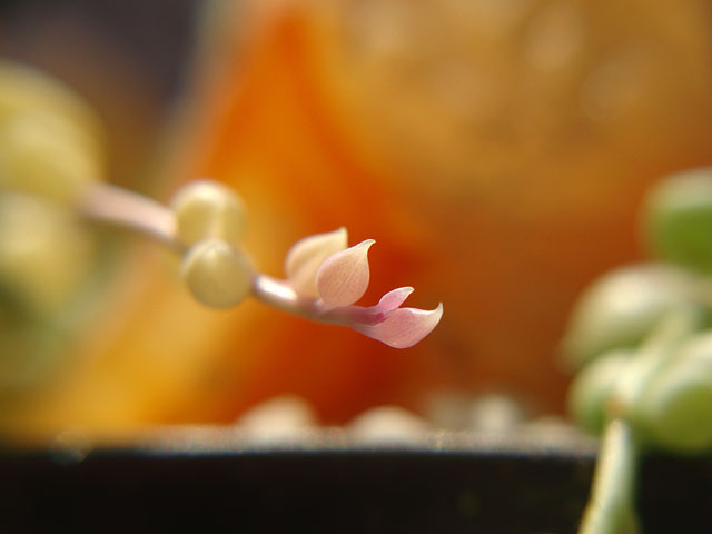 f:id:haworthii:20190408212922j:plain