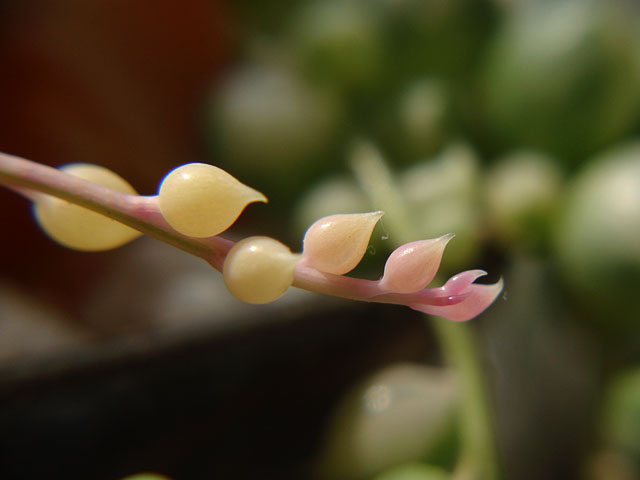 f:id:haworthii:20190408213200j:plain