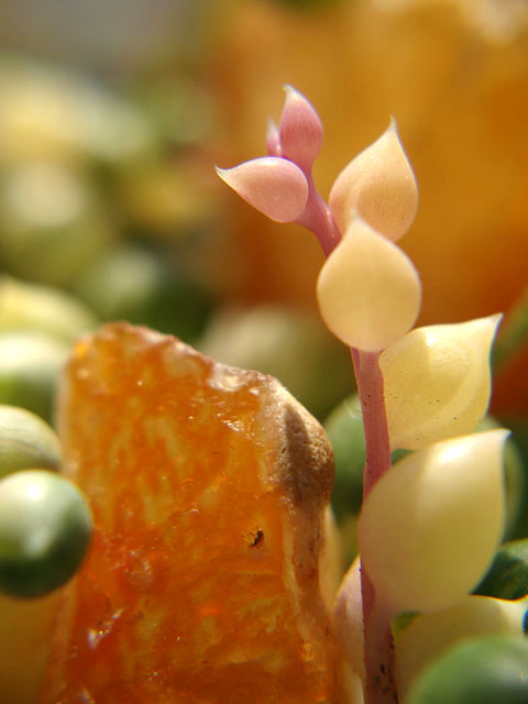 f:id:haworthii:20190408213754j:plain