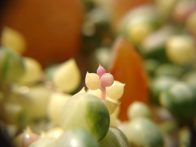 f:id:haworthii:20190408214909j:plain