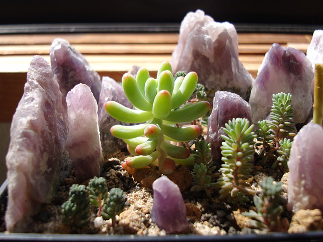 f:id:haworthii:20190411145002j:plain