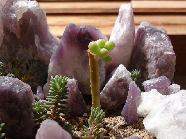 f:id:haworthii:20190411145133j:plain