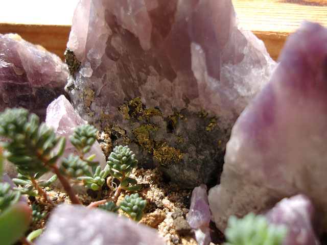 f:id:haworthii:20190411150741j:plain