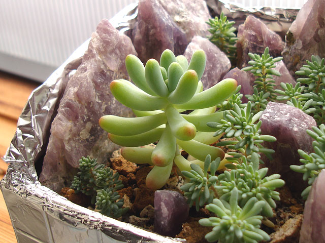 f:id:haworthii:20190515173053j:plain