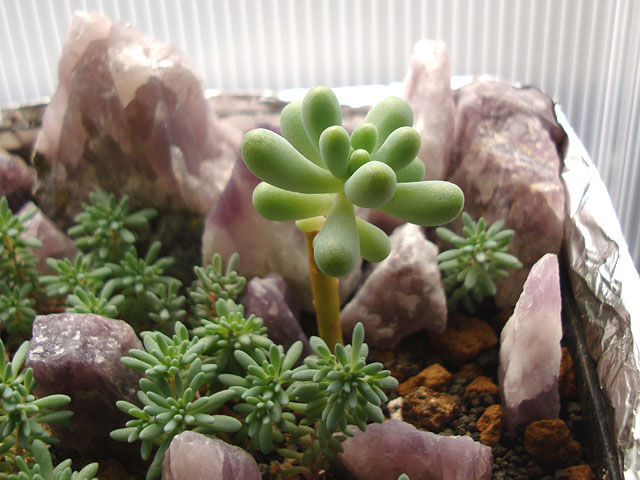 f:id:haworthii:20190515173113j:plain