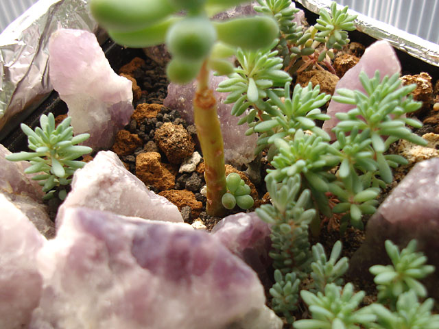 f:id:haworthii:20190515173141j:plain