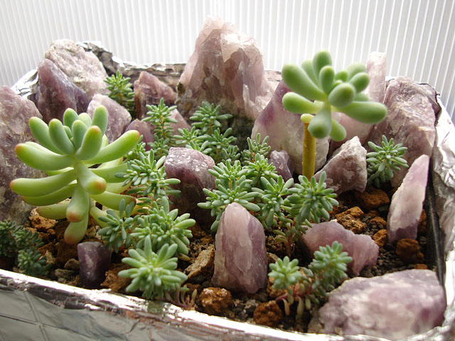 f:id:haworthii:20190515173202j:plain