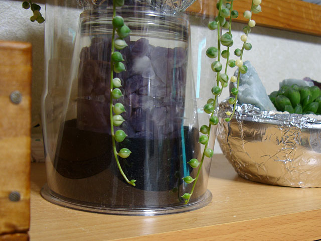 ポリエステル綿を使ったグリーンネックレスの挿し木 - 石と多肉植物
