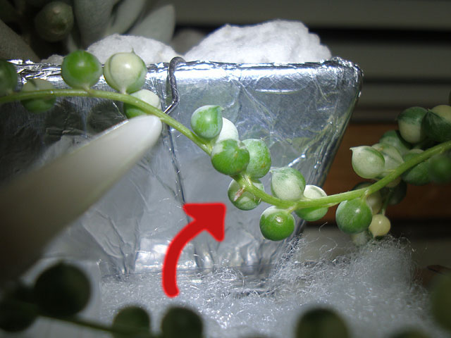 ポリエステル綿を使ったグリーンネックレスの挿し木 - 石と多肉植物