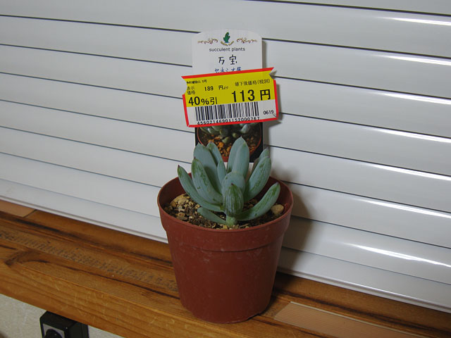 f:id:haworthii:20190621212419j:plain f:id:haworthii:20190621212419j:plain