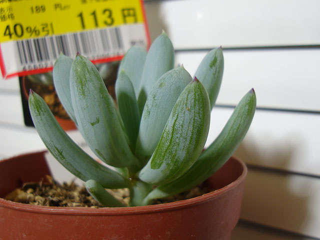 f:id:haworthii:20190621212714j:plain f:id:haworthii:20190621212714j:plain