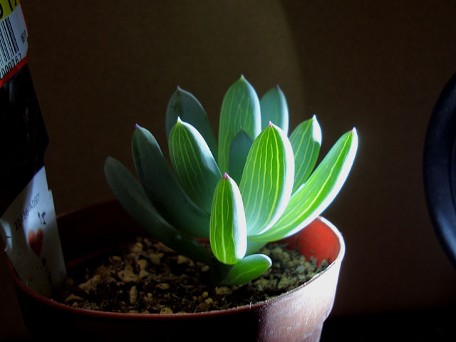 f:id:haworthii:20190621213053j:plain f:id:haworthii:20190621213053j:plain