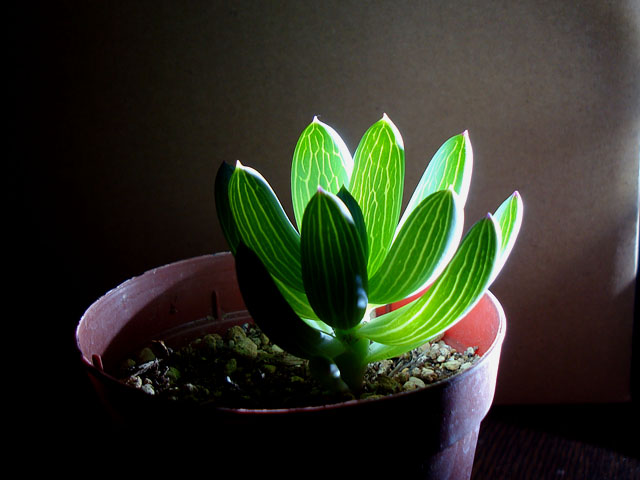 f:id:haworthii:20190621213117j:plain f:id:haworthii:20190621213117j:plain