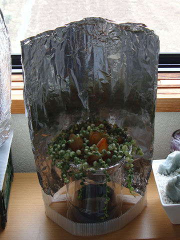 f:id:haworthii:20190706112938j:plain