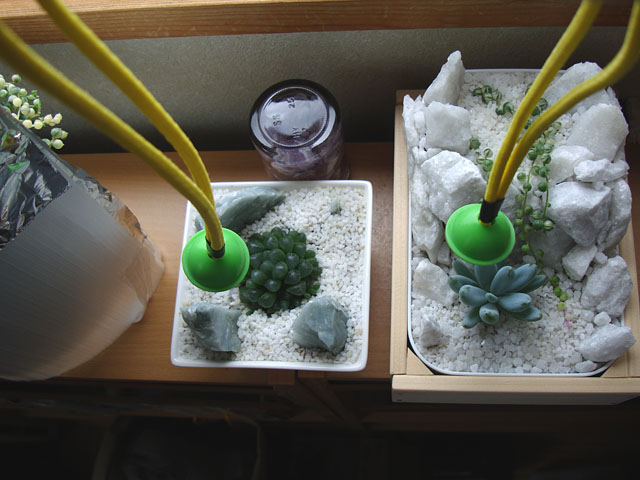 f:id:haworthii:20190706113313j:plain