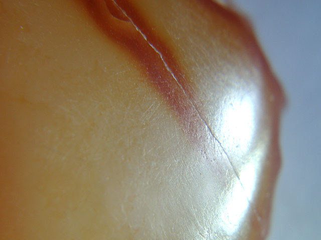 f:id:haworthii:20190710005711j:plain f:id:haworthii:20190710005711j:plain