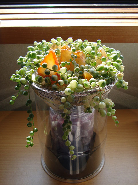 f:id:haworthii:20190718165626j:plain