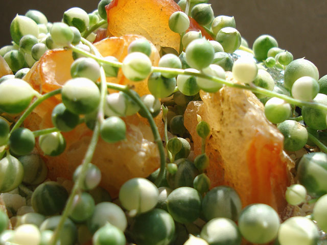 f:id:haworthii:20190718165816j:plain