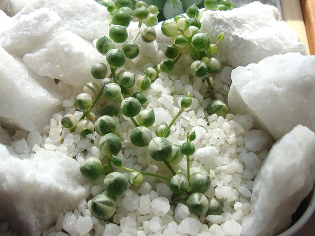 f:id:haworthii:20190718165852j:plain